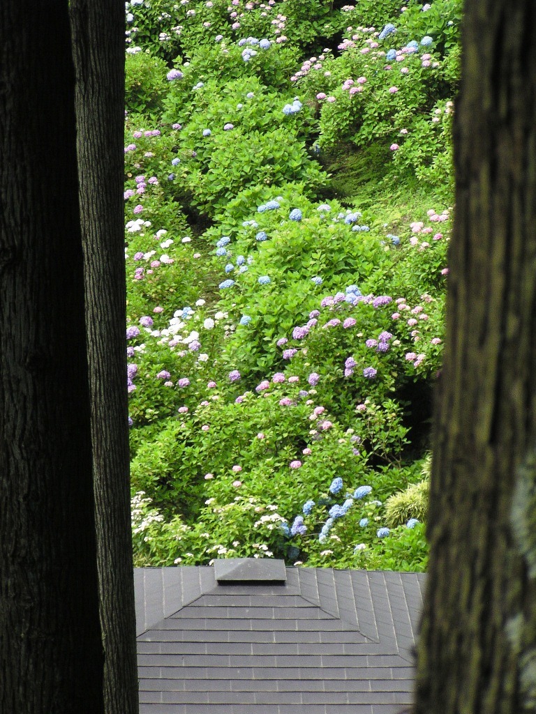 2010.06.18 あじさい屋敷19
