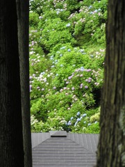2010.06.18 あじさい屋敷19