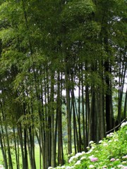 2010.06.18 あじさい屋敷11