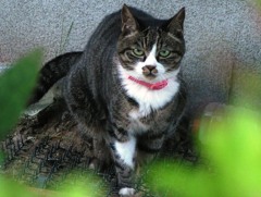 「あたい」に惚れたらヤケドするにゃァ！