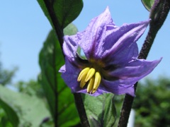 2010-07-21 ナスの花 バナナじゃないのよ！似てるけどね！