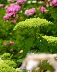 2010.06.18 あじさい屋敷24