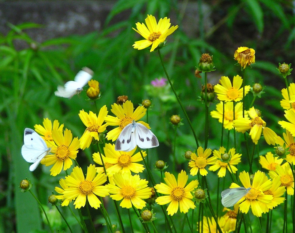 2010-06-29茂原公園19