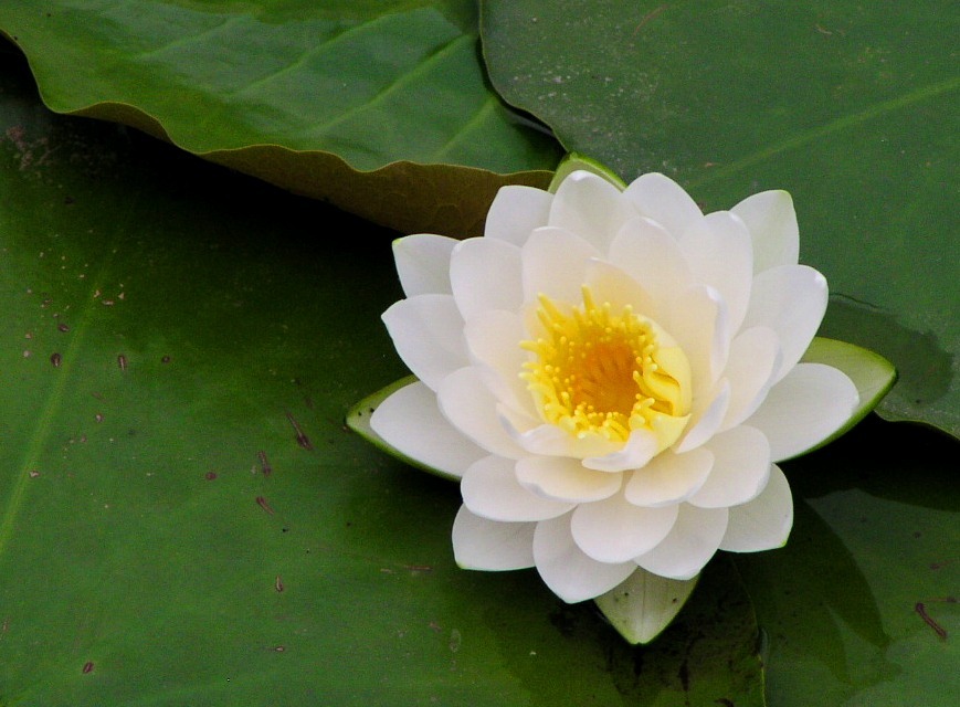 2010-05-25 茂原公園　24
