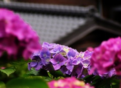 2010.06.18 あじさい屋敷05