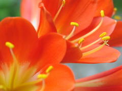 2010-05-07君子蘭 