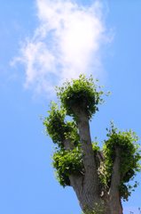 2010-06-04 東金市八鶴湖周辺03