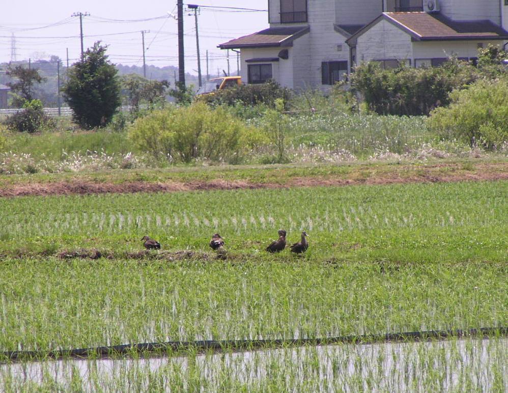 2010-05-21 田んぼ　3