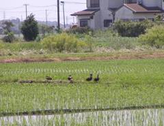2010-05-21 田んぼ　3