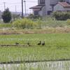 2010-05-21 田んぼ　3