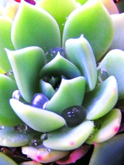 2010-05-24 水宝石4