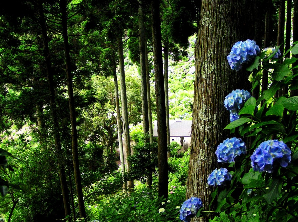 2010.06.18 あじさい屋敷096