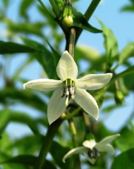 2010-07-24　トウガラシ