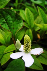 2010-06-08 東金市 ドクダミ