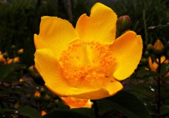 2010-05-06 黄色い花8