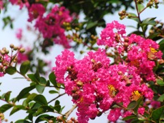 2010-08-01 サルスベリ