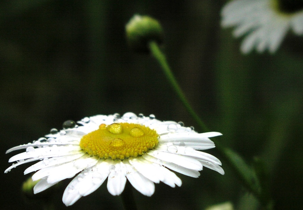 2010-05-11　茂原公園　16