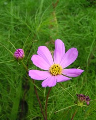 2010-07-18　三姉妹