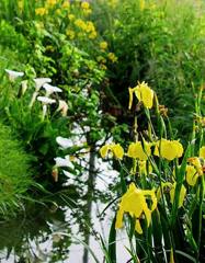 2010-05-21　黄色と白3