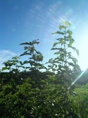 P1010028