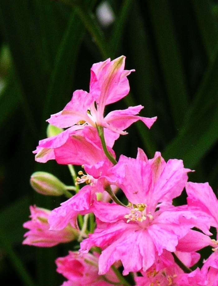 花03