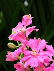 花03
