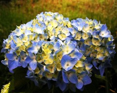 2010-06-08 東金市あじさい11