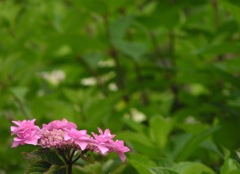 2010.06.18 あじさい屋敷055