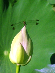 2010-08-06 ハス1