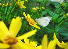 2010-06-29茂原公園27