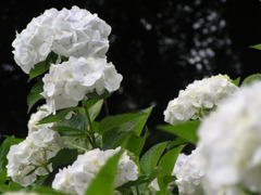 2010.06.18 あじさい屋敷040