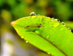 2010-06-24 雨宿り