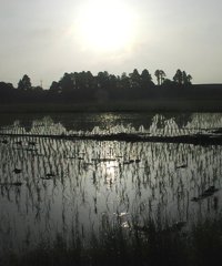 2010-05-21　田んぼ3