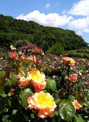 2010.6.10東京ドイツ村（千葉県袖ヶ浦市）5