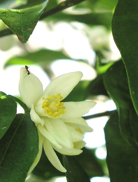 2010-05-21　ゆずの花