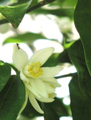 2010-05-21　ゆずの花