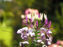 P1010086