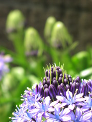 2010-04-29花 2 (30)