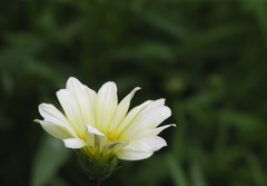 2010-06-06 ご近所 4