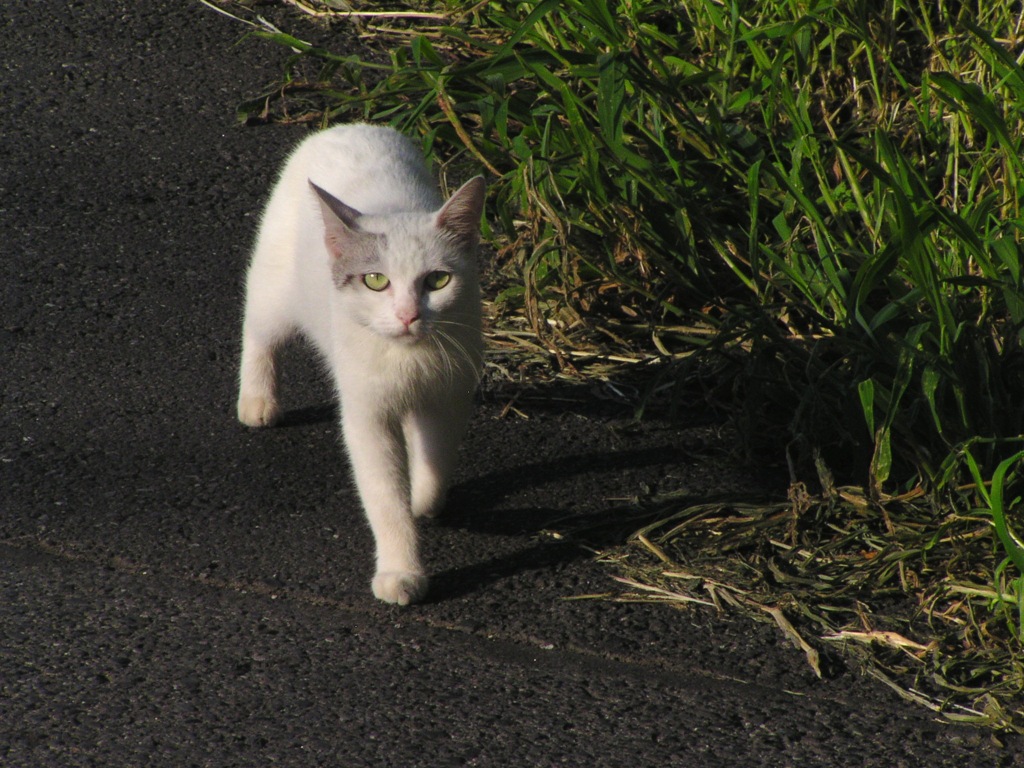 2010-07-29 ネコ04