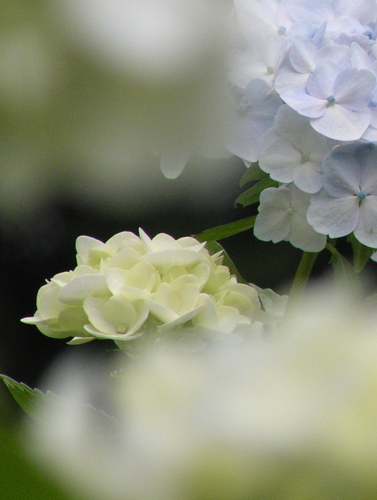 2010.06.18 あじさい屋敷009