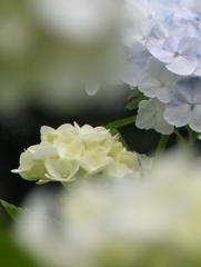 2010.06.18 あじさい屋敷009