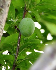2010-06-07 プラム (4)