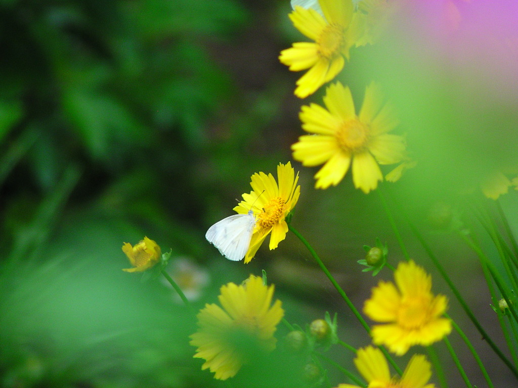 2010-06-29茂原公園18