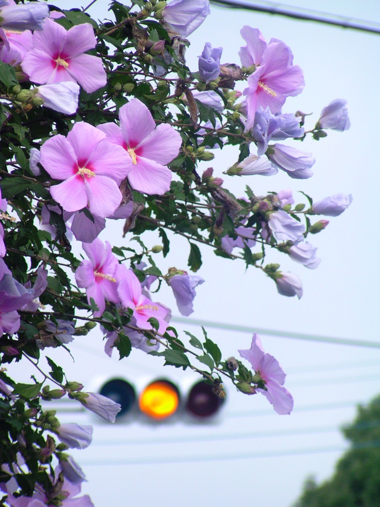 2010-08-01 黄色は注意