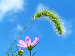 2010-07-18　じゃれてみるぅ(=゜-゜)ノニャーン