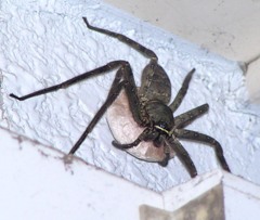 アシダカグモ
