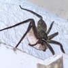 アシダカグモ
