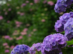 2010.06.18 あじさい屋敷045
