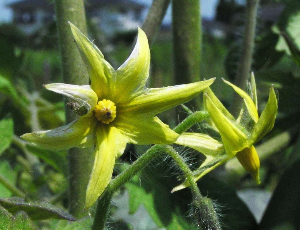 2010-07-21 トマトの花「俺だって、やる気マンマン！」だぜッ！！